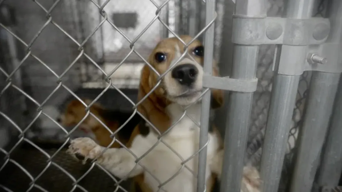 Кадр из документального фильма «They Were Good Dogs»