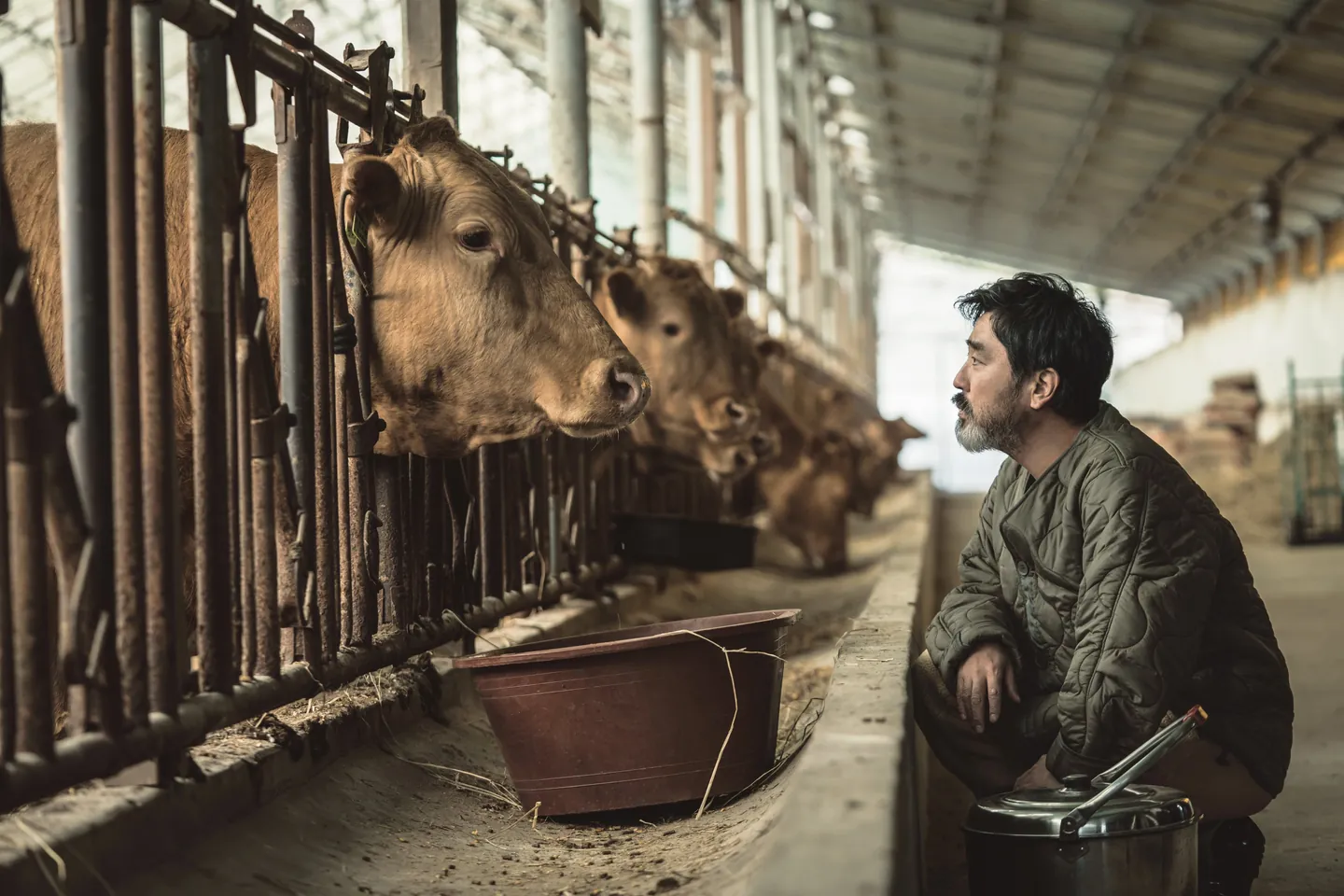 Фото к новости о фильме «Cattle Run»